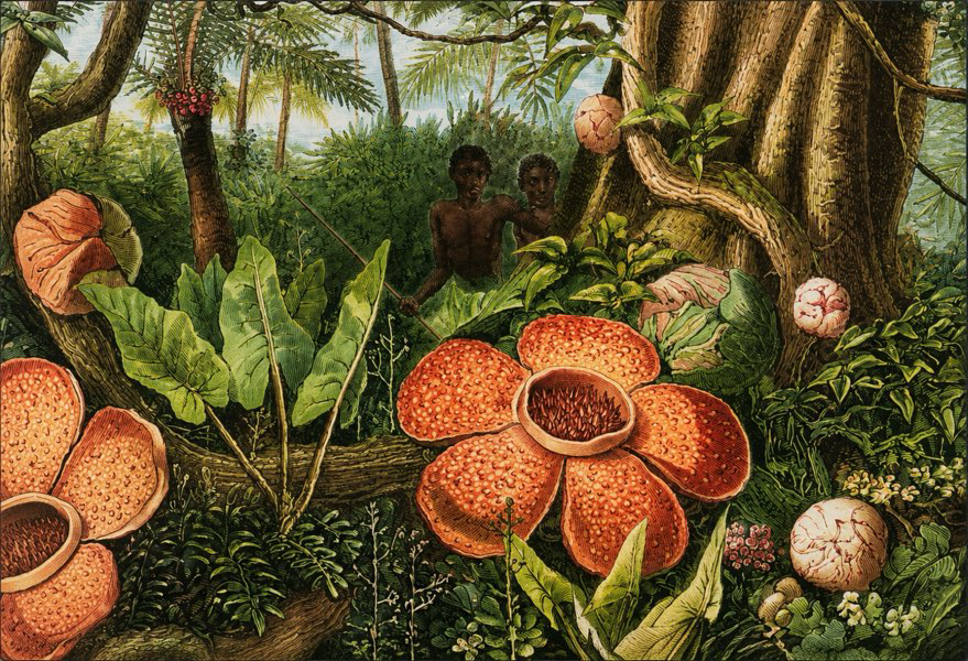 19世纪末的西方版画插图,把莱佛士花的比例夸大了,对比之下后方两个原住民显得矮小。 19世纪末的西方版画插图,把莱佛士花的比例夸大了,对比之下后方两个原住民显得矮小。