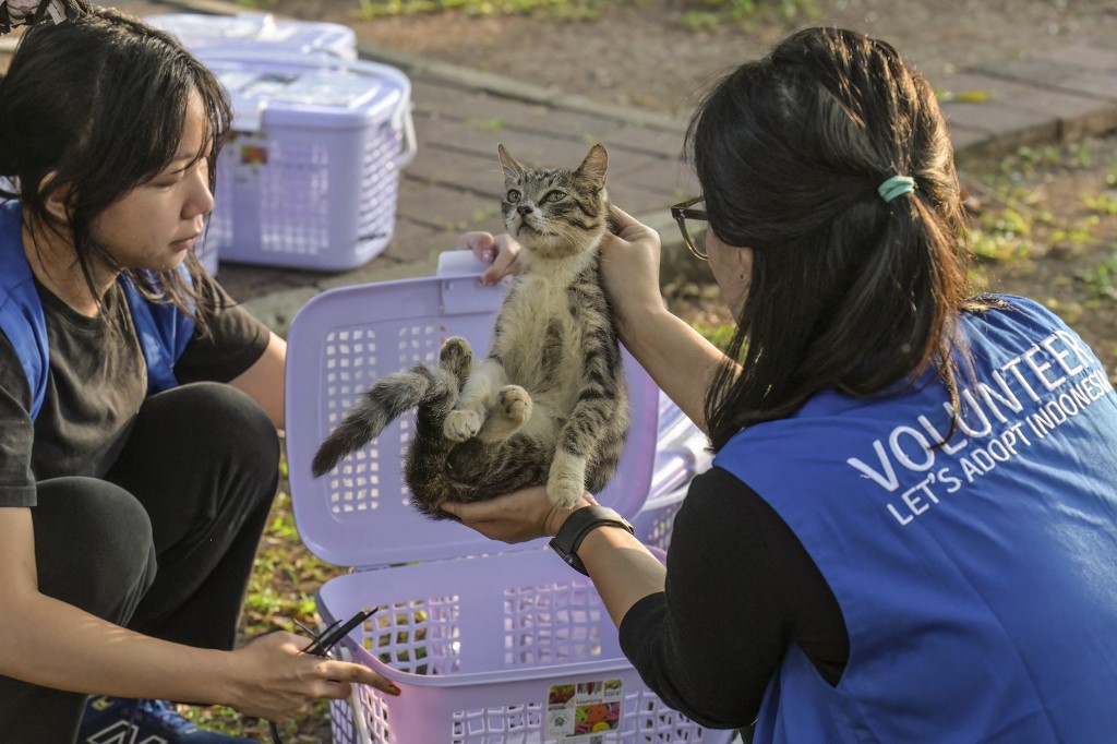 5月14日,两名志工在雅加达的一个公园里检查一只流浪猫是否绝育,之后将它送往诊所。(图取自法新社) 5月14日,两名志工在雅加达的一个公园里检查一只流浪猫是否绝育,之后将它送往诊所。(图取自法新社)