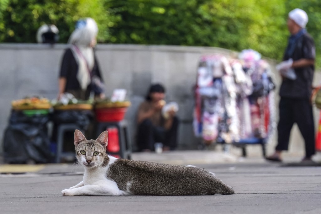 5月21日,一只流浪猫在雅加达的人行道上悠闲地休息。(图取自法新社) 5月21日,一只流浪猫在雅加达的人行道上悠闲地休息。(图取自法新社)
