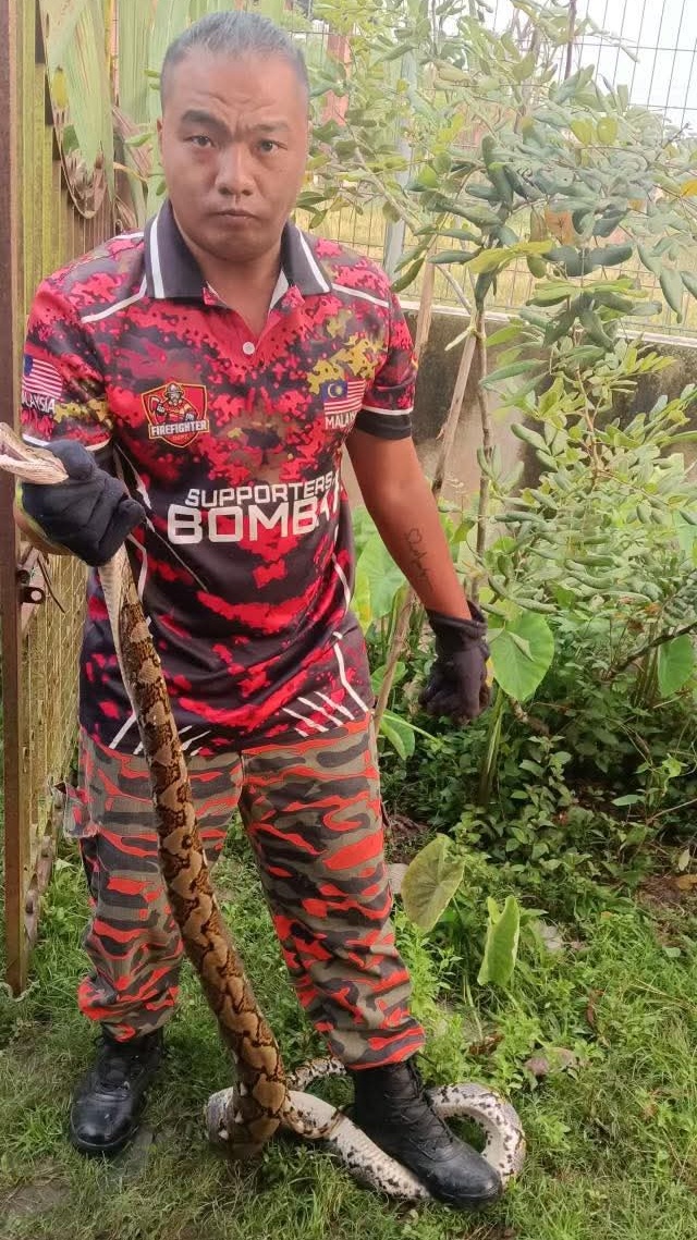 长约10尺的大蟒蛇闯进安顺芭尾新村马吉街一户民宅鸡笼内,大开杀戒缠死5只鸡,最终被志愿消防队员制伏。 长约10尺的大蟒蛇闯进安顺芭尾新村马吉街一户民宅鸡笼内,大开杀戒缠死5只鸡,最终被志愿消防队员制伏。